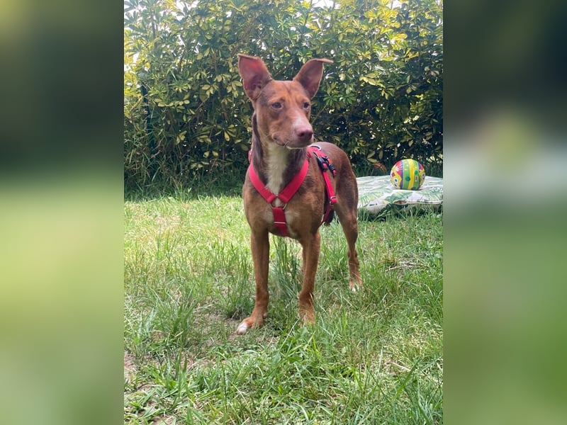 Schokofarbener Podenco-Mix-Rüde sucht seine Menschen