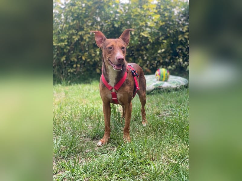 Schokofarbener Podenco-Mix-Rüde sucht seine Menschen