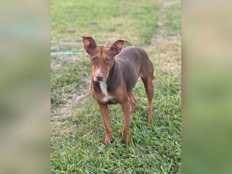 Schokofarbener Podenco-Mix-Rüde sucht seine Menschen