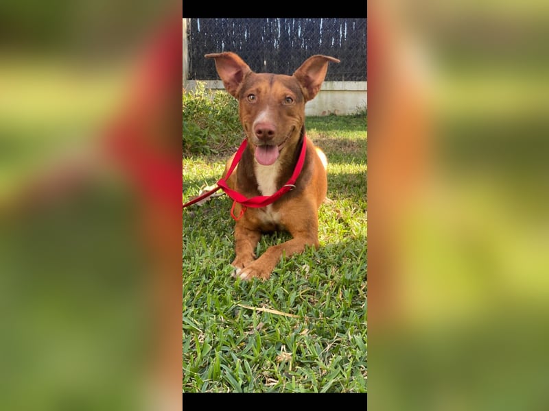 Schokofarbener Podenco-Mix-Rüde sucht seine Menschen