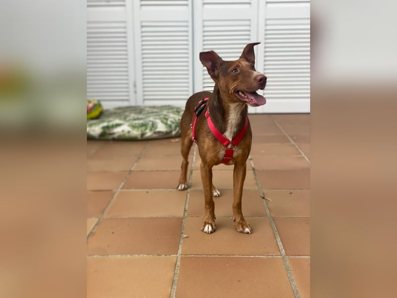 Schokofarbener Podenco-Mix-Rüde sucht seine Menschen