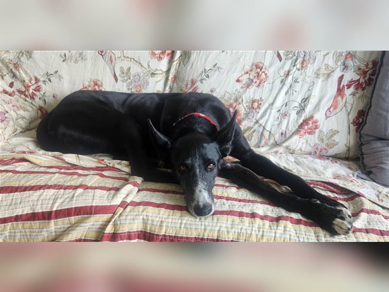 Jimbo – Traumhund wartet in 50825 Köln, ab 27.5. 79585 Steinen