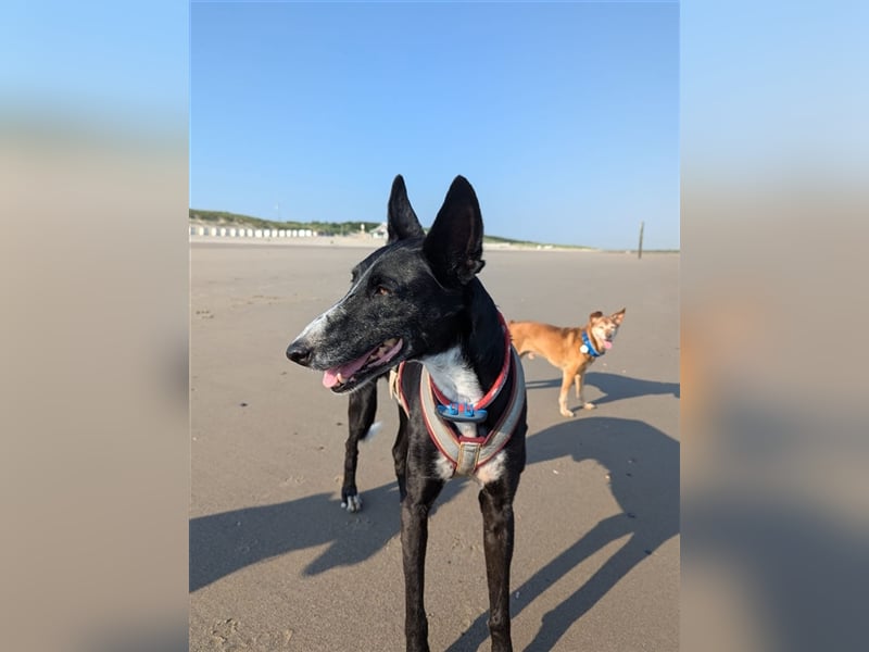 Jimbo – Traumhund wartet in 50825 Köln, ab 27.5. 79585 Steinen