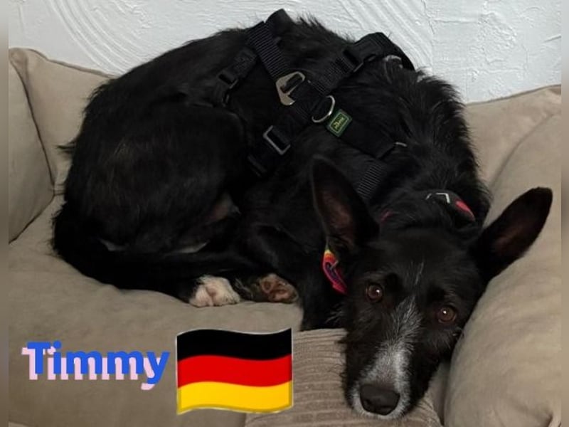 Timmy, geb.24.03.2023 - sucht seine Für-immer-Familie