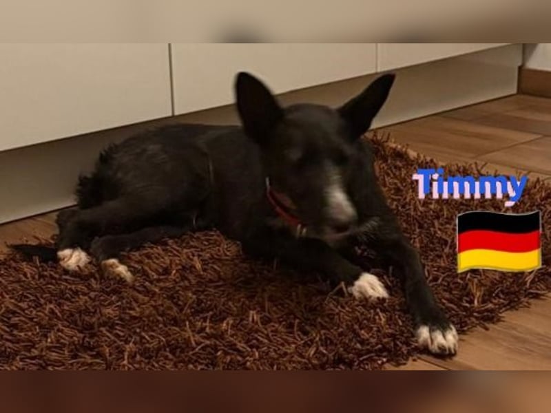 Timmy, geb.24.03.2023 - sucht seine Für-immer-Familie