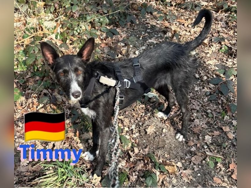 Timmy, geb.24.03.2023 - sucht seine Für-immer-Familie