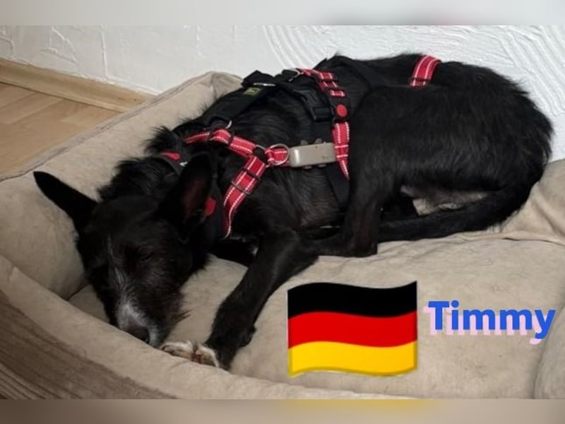 Timmy, geb.24.03.2023 - sucht seine Für-immer-Familie