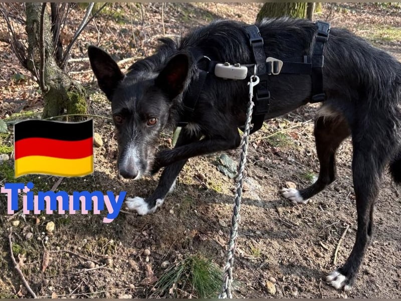 Timmy, geb.24.03.2023 - sucht seine Für-immer-Familie