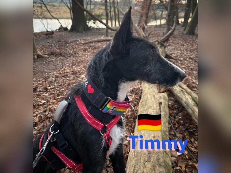 Timmy, geb.24.03.2023 - sucht seine Für-immer-Familie