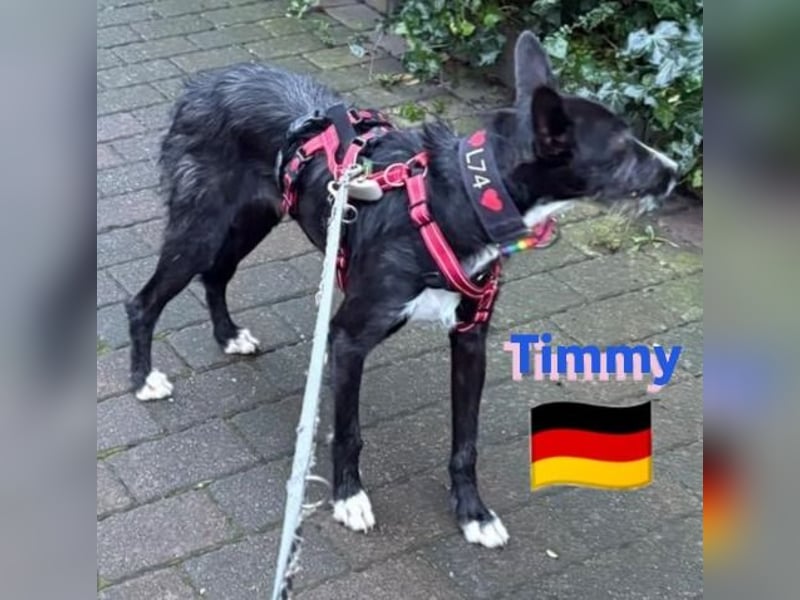 Timmy, geb.24.03.2023 - sucht seine Für-immer-Familie