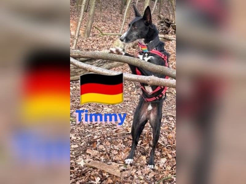 Timmy, geb.24.03.2023 - sucht seine Für-immer-Familie