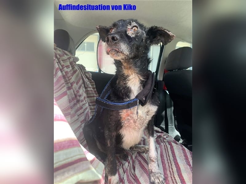 Kiko, Podenco Mix Schatz, immer freundlich zu allen