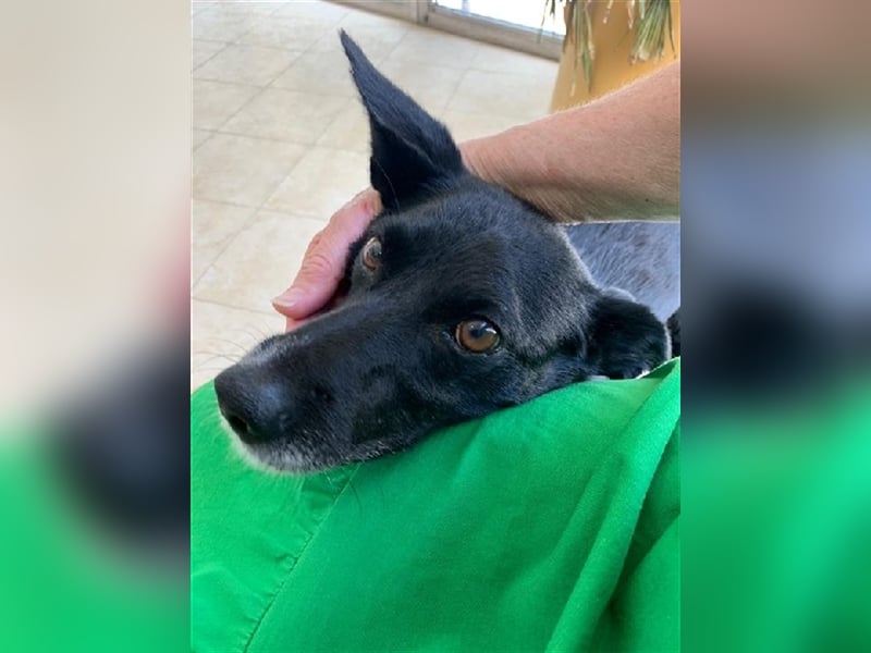 Kiko, Podenco Mix Schatz, immer freundlich zu allen