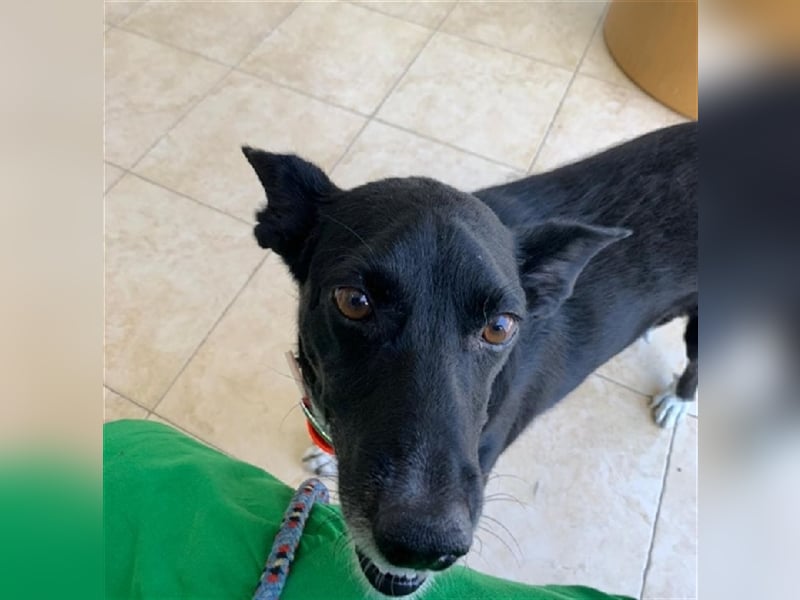 Kiko, Podenco Mix Schatz, immer freundlich zu allen