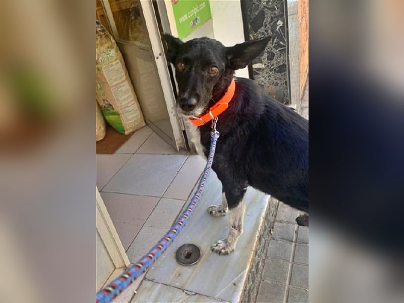 Kiko, Podenco Mix Schatz, immer freundlich zu allen
