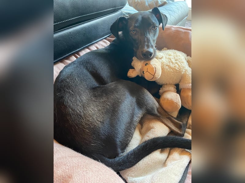 Falco wünscht sich ein Für-Immer-Zuhause