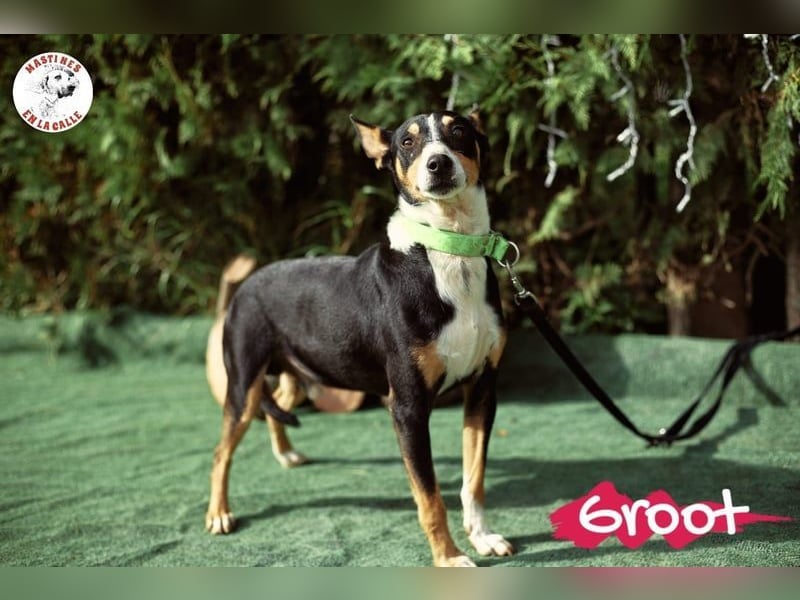 Groot 11/2018 (ESP) - sozialer und feinfühliger, kleiner Podenco-Mix!