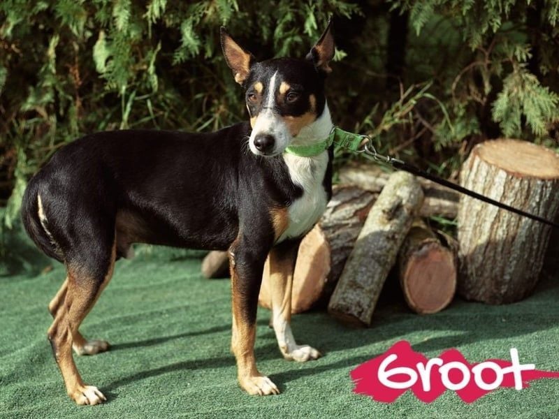 Groot 11/2018 (ESP) - sozialer und feinfühliger, kleiner Podenco-Mix!