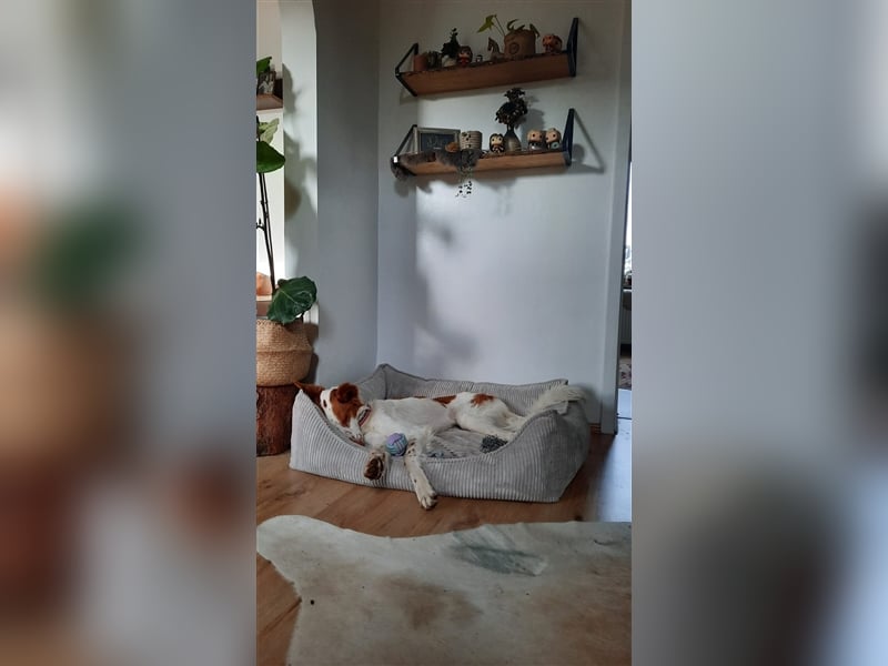 TRAVIS sucht endlich seinen Platz!