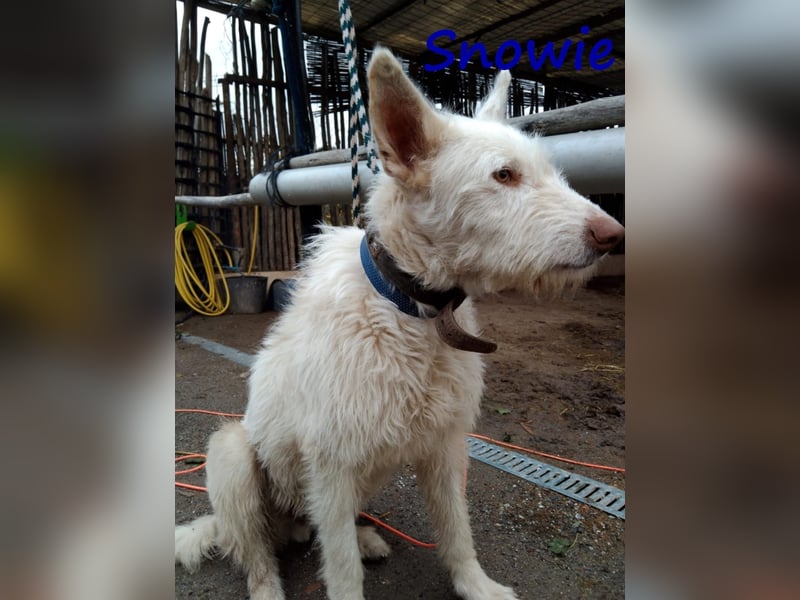 Snowie 08/2023 (ESP Pflegestelle) - aufgeschlossener und neugieriger Podenco Campanero!
