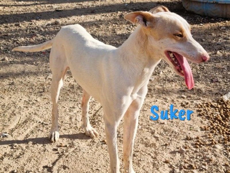 Suker 03/2021 (ESP) - wundervoller, lieber & sehr sozialer Podenco-Mix wird immer übersehen!