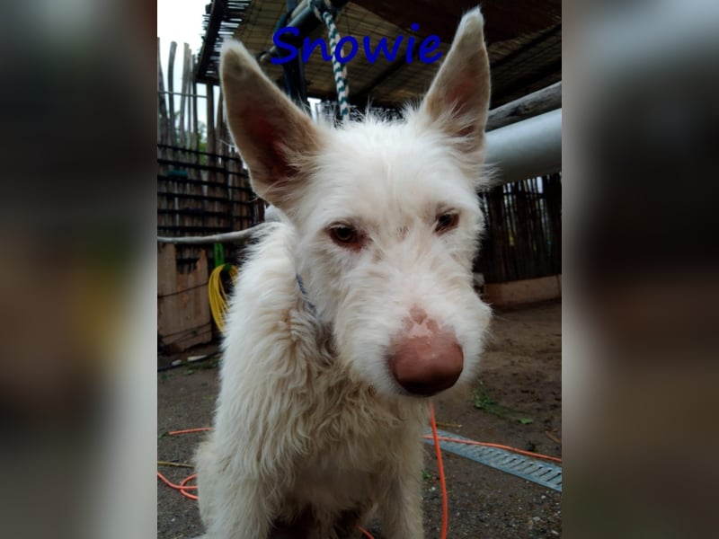 Snowie 08/2023 (ESP Pflegestelle) - aufgeschlossener und neugieriger Podenco Campanero!