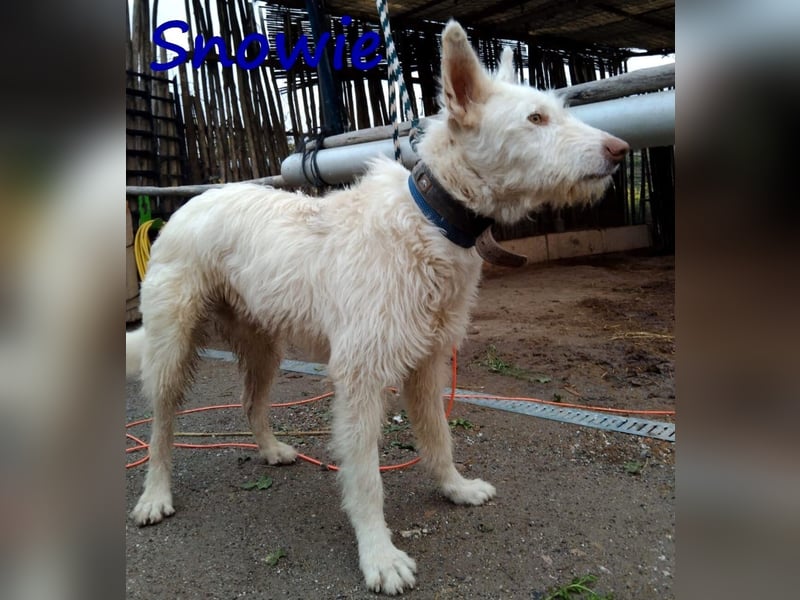 Snowie 08/2023 (ESP Pflegestelle) - aufgeschlossener und neugieriger Podenco Campanero!
