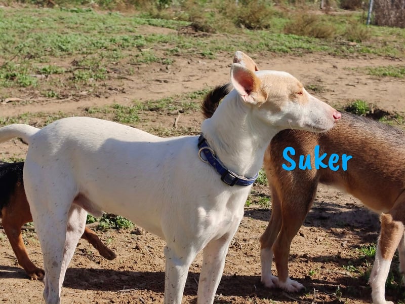Suker 03/2021 (ESP) - wundervoller, lieber & sehr sozialer Podenco-Mix wird immer übersehen!