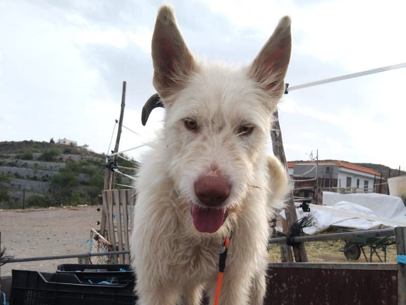 Snowie 08/2023 (ESP Pflegestelle) - aufgeschlossener und neugieriger Podenco Campanero!