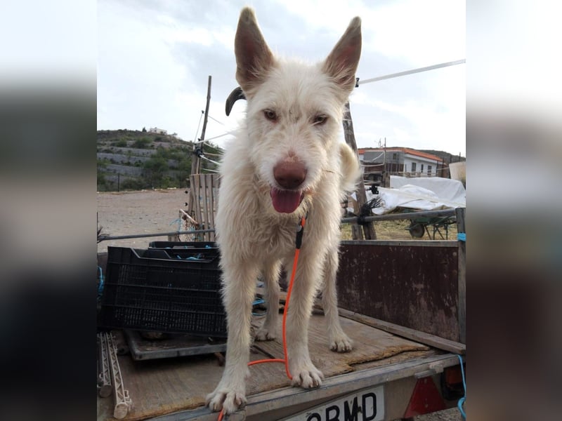 Snowie 08/2023 (ESP Pflegestelle) - aufgeschlossener und neugieriger Podenco Campanero!