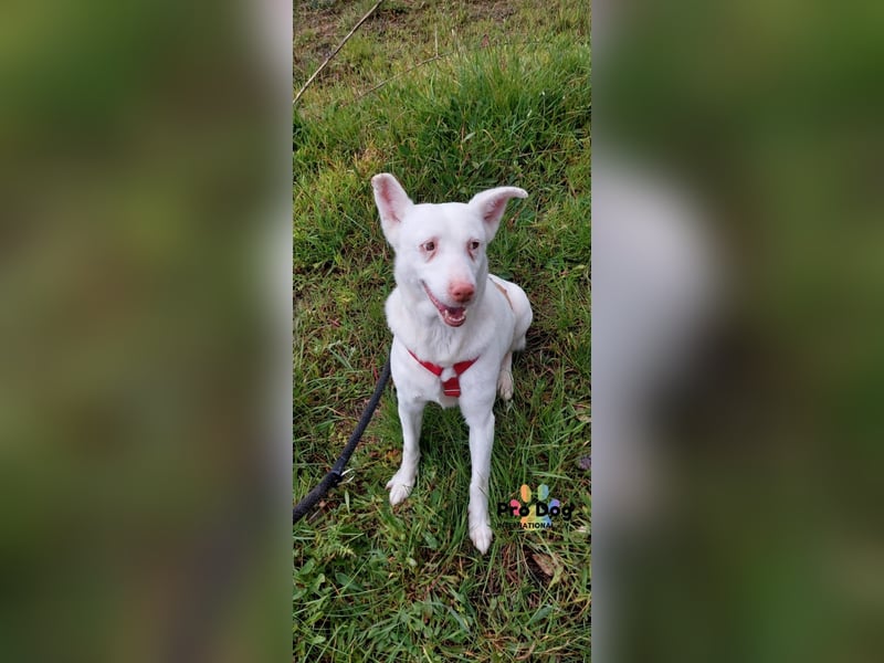 Albino sucht sein Glück