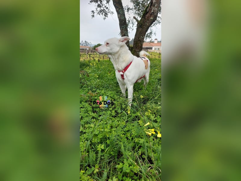 Albino sucht sein Glück