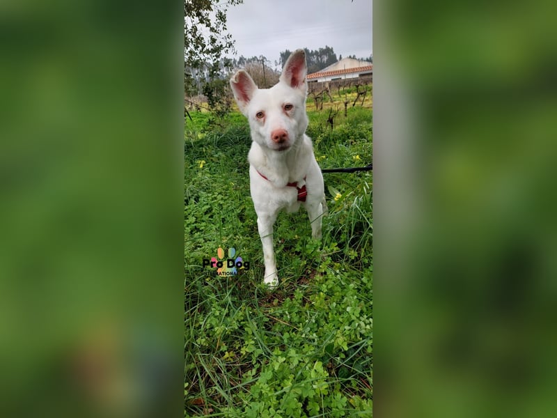 Albino sucht sein Glück