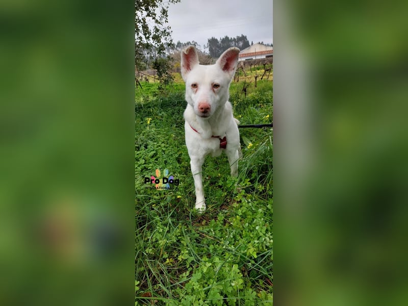 Albino sucht sein Glück