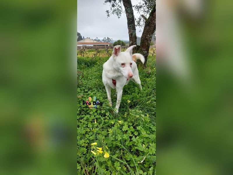 Albino sucht sein Glück