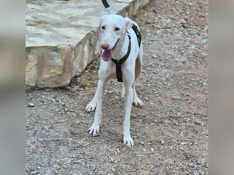 Fifo -schneeweißer Podenco Mix Rüde auf der Suche nach seinen Menschen