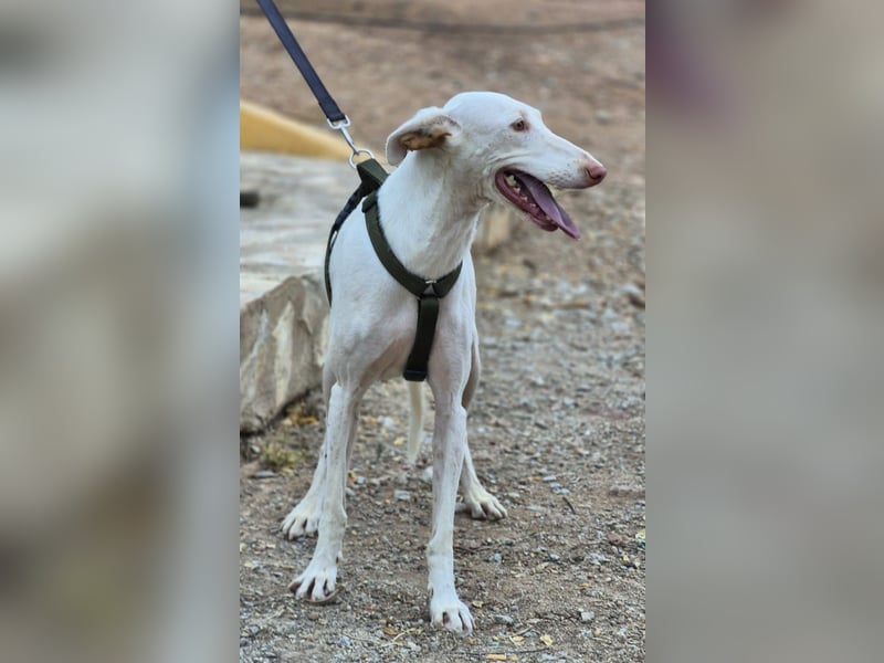 Fifo -schneeweißer Podenco Mix Rüde auf der Suche nach seinen Menschen