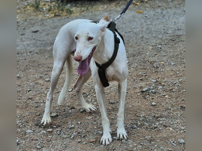 Fifo -schneeweißer Podenco Mix Rüde auf der Suche nach seinen Menschen
