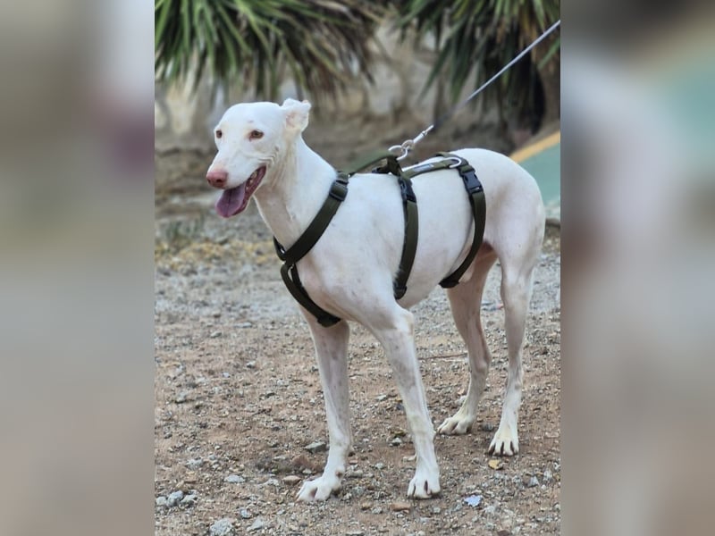 Fifo -schneeweißer Podenco Mix Rüde auf der Suche nach seinen Menschen