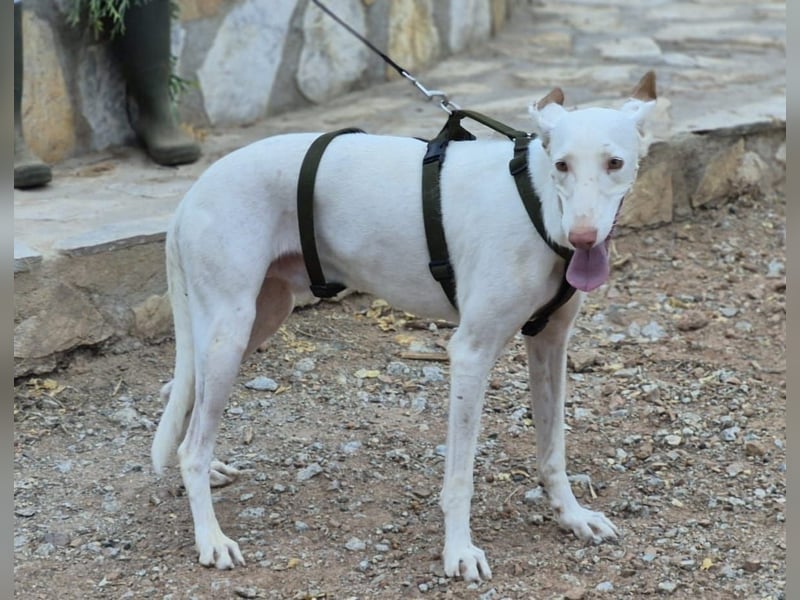 Fifo -schneeweißer Podenco Mix Rüde auf der Suche nach seinen Menschen