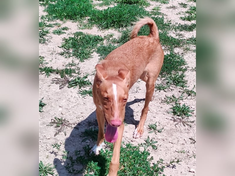 Tobby wünscht sich eine aktive Familie
