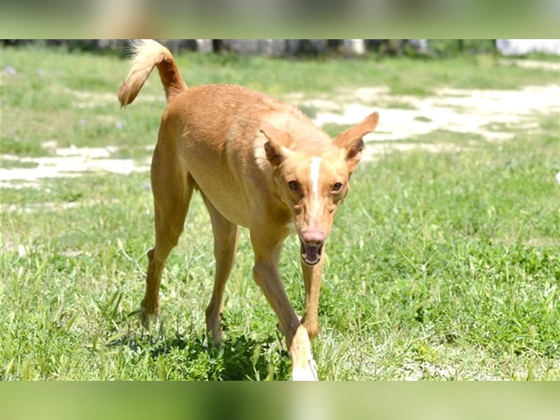 Tobby wünscht sich eine aktive Familie