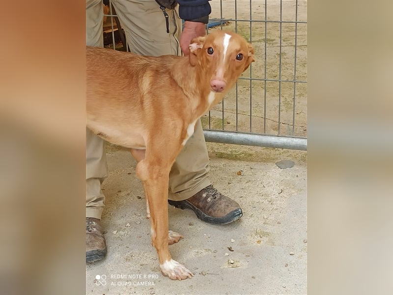 Tobby wünscht sich eine aktive Familie