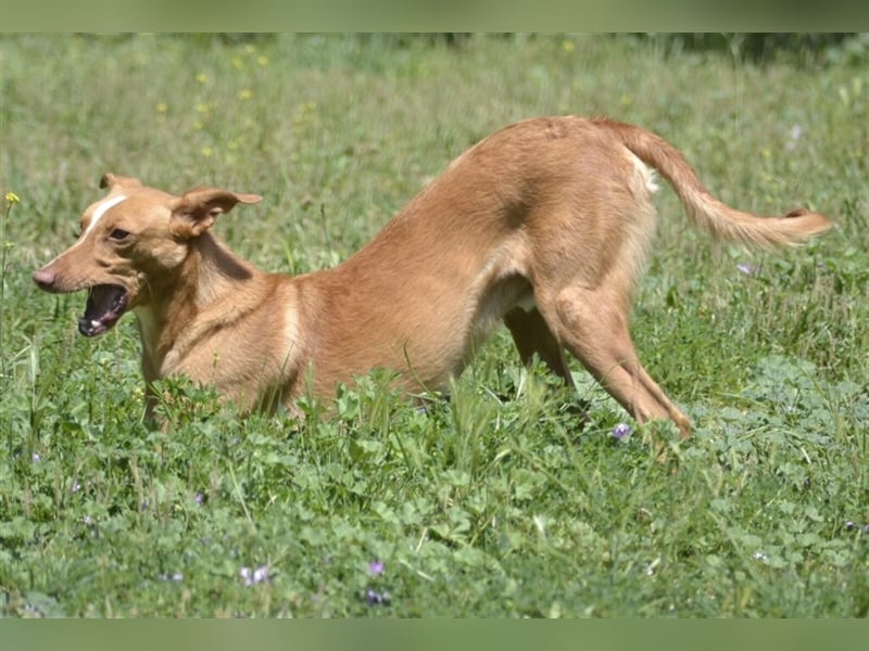 Tobby wünscht sich eine aktive Familie