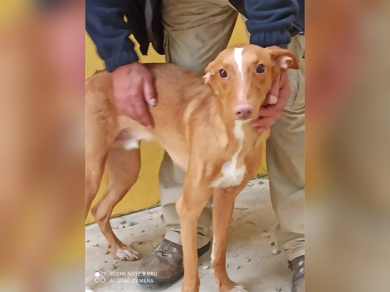 Tobby wünscht sich eine aktive Familie