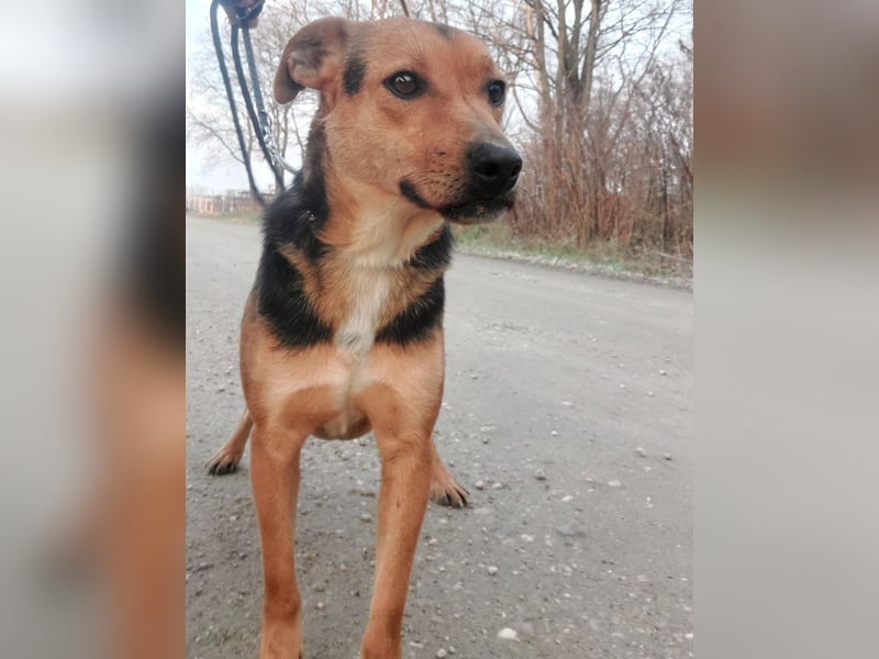 Mishka ein lebhaftes verschmustes Mädchen