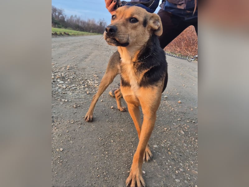Mishka ein lebhaftes verschmustes Mädchen