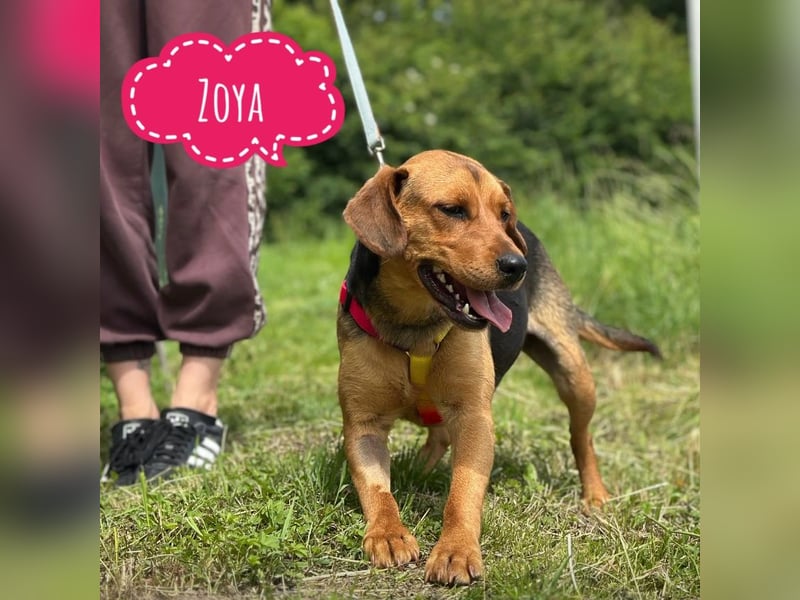 Zoya - eine Hündin zum lieb haben