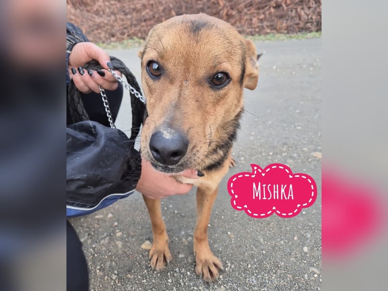 Mishka ein lebhaftes verschmustes Mädchen