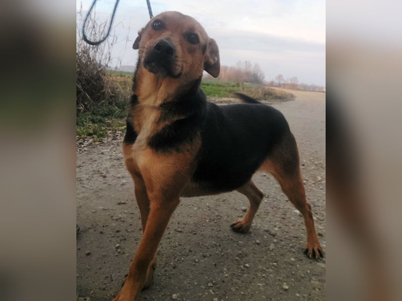 Mishka ein lebhaftes verschmustes Mädchen